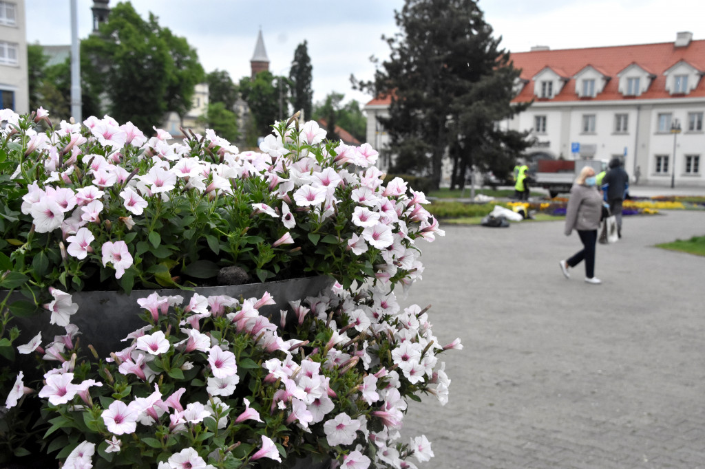 Wiosenne nasadzenia na pl. Wolności