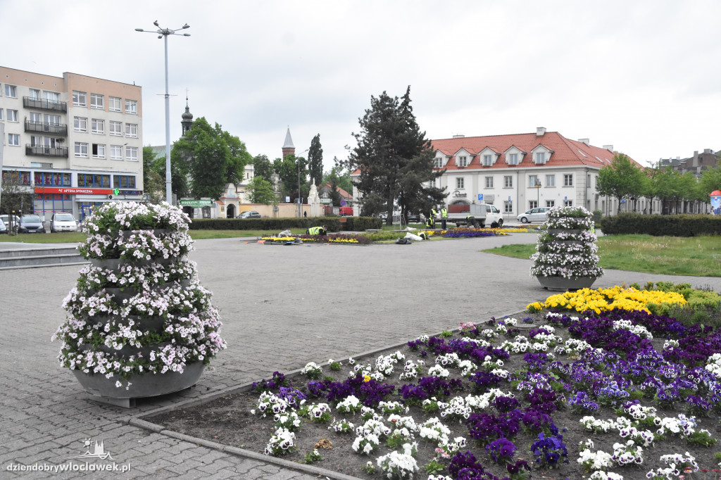 Wiosenne nasadzenia na pl. Wolności