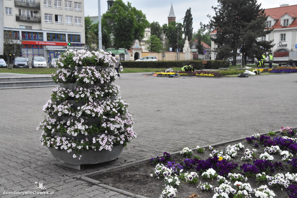 Wiosenne nasadzenia na pl. Wolności
