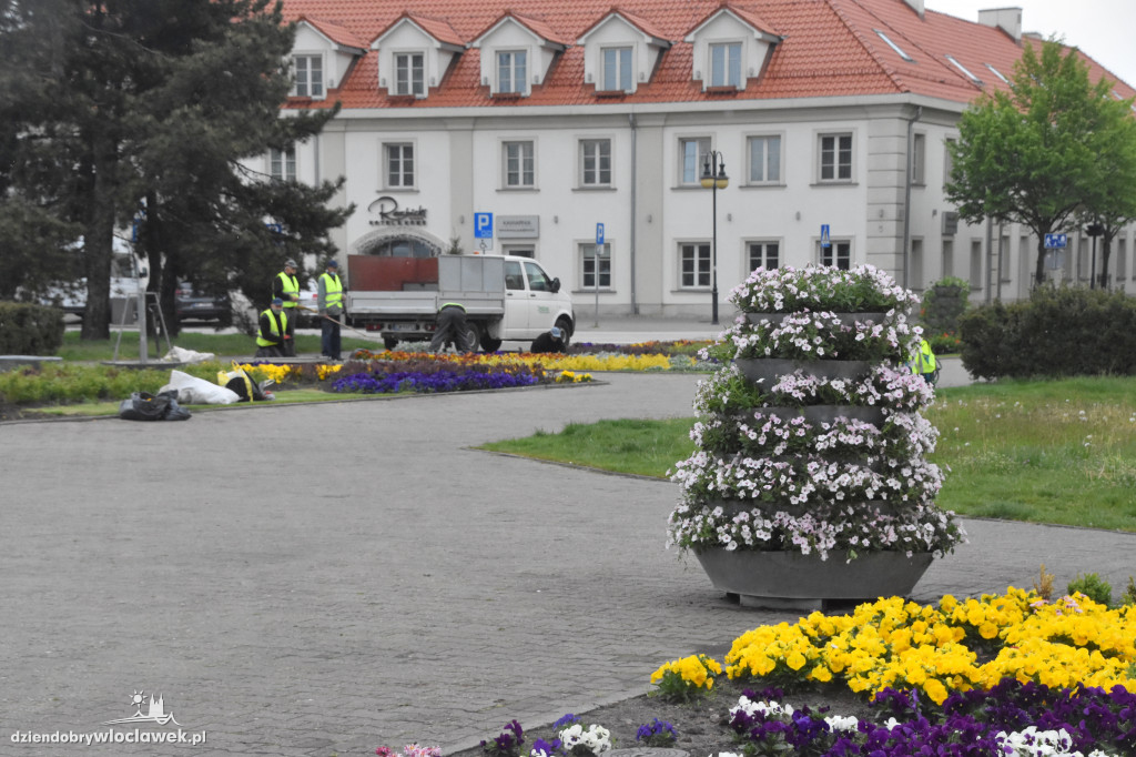 Wiosenne nasadzenia na pl. Wolności