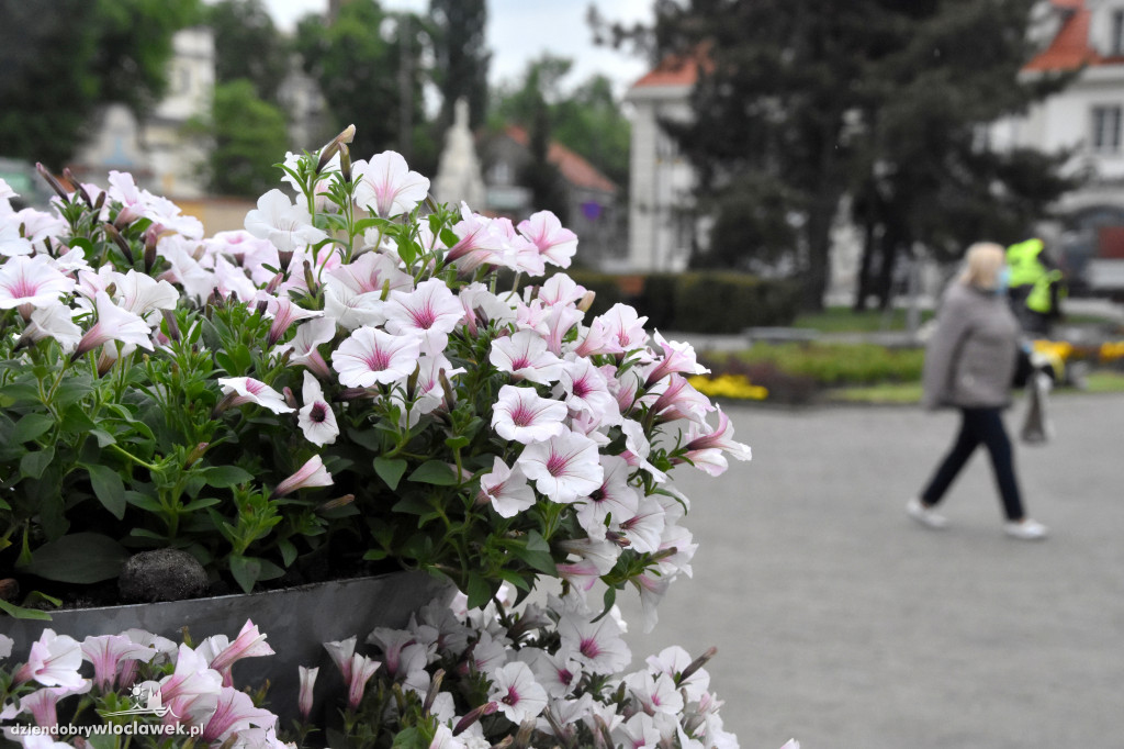 Wiosenne nasadzenia na pl. Wolności