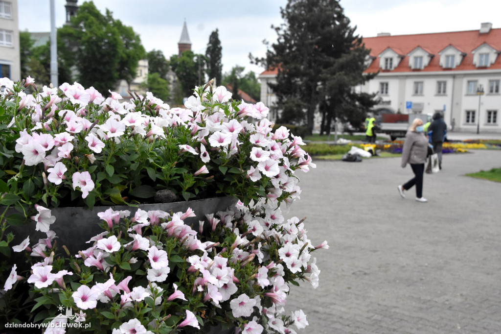 Wiosenne nasadzenia na pl. Wolności