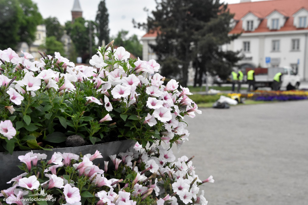 Wiosenne nasadzenia na pl. Wolności
