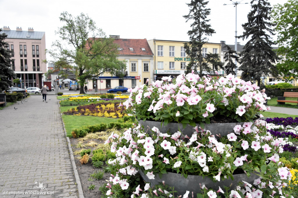 Wiosenne nasadzenia na pl. Wolności