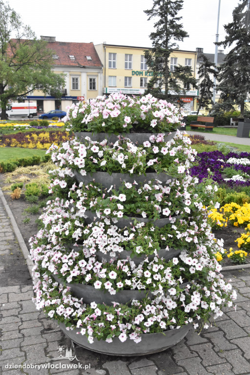 Wiosenne nasadzenia na pl. Wolności