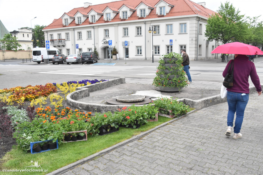 Wiosenne nasadzenia na pl. Wolności