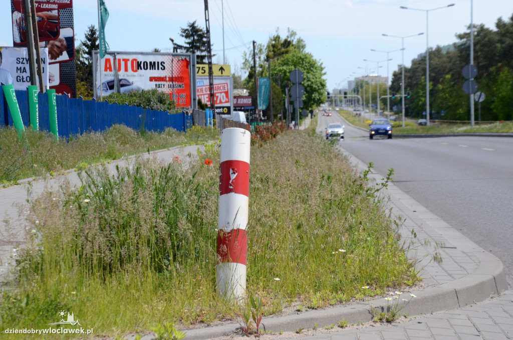 Pasy drogowe we Włocławku toną w kwieciu