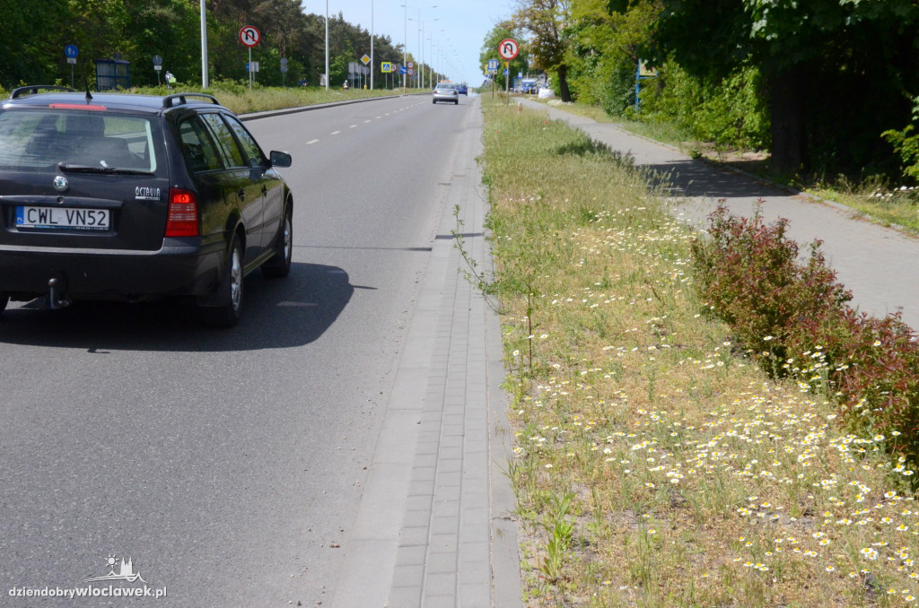 Pasy drogowe we Włocławku toną w kwieciu
