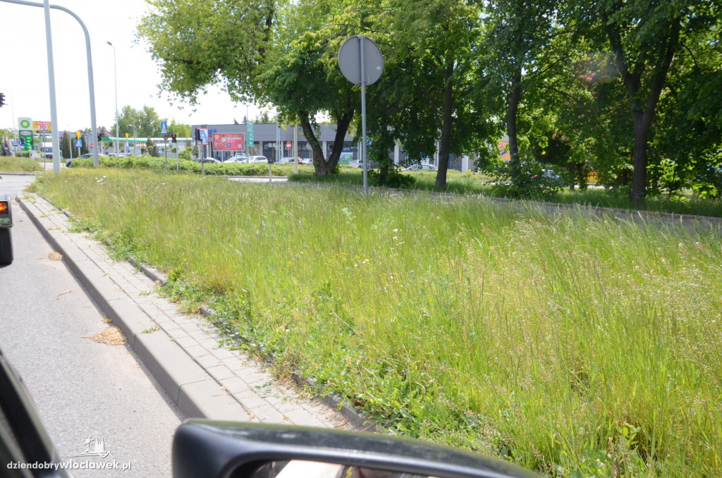 Pasy drogowe we Włocławku toną w kwieciu