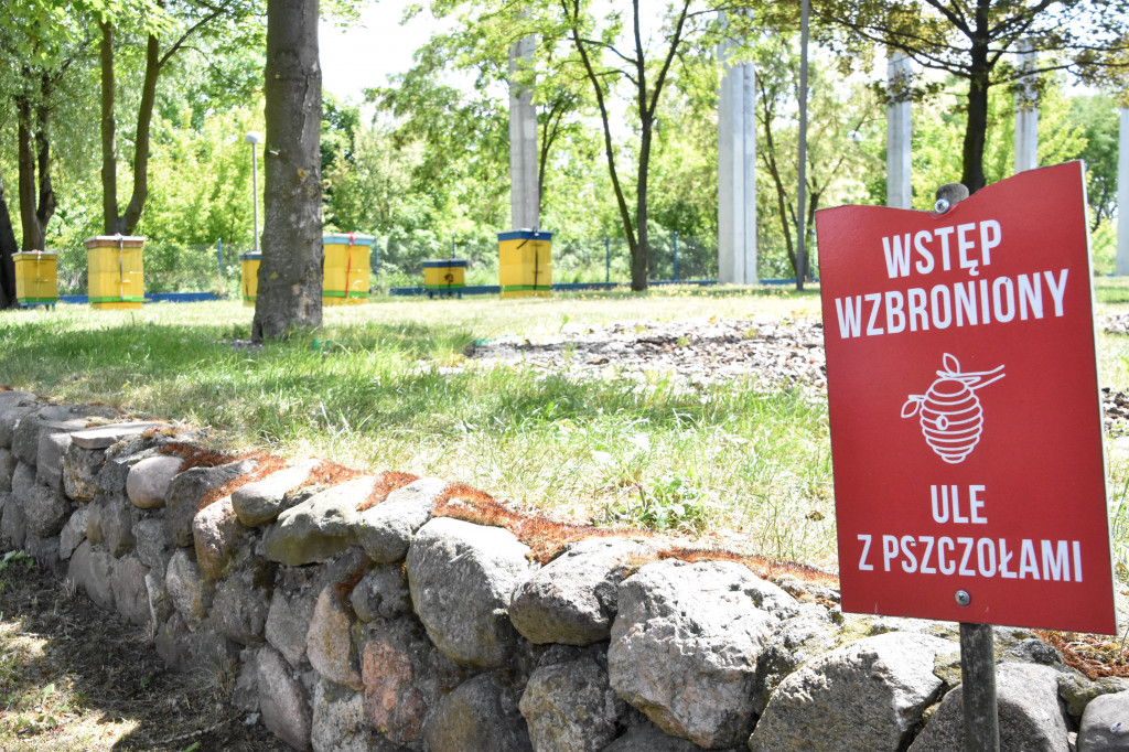 Przed siedzibą MPEC pszczoły produkują miód