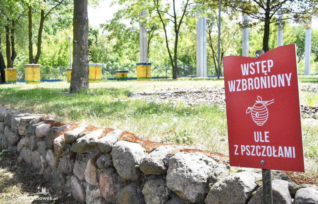 Przed siedzibą MPEC pszczoły produkują miód