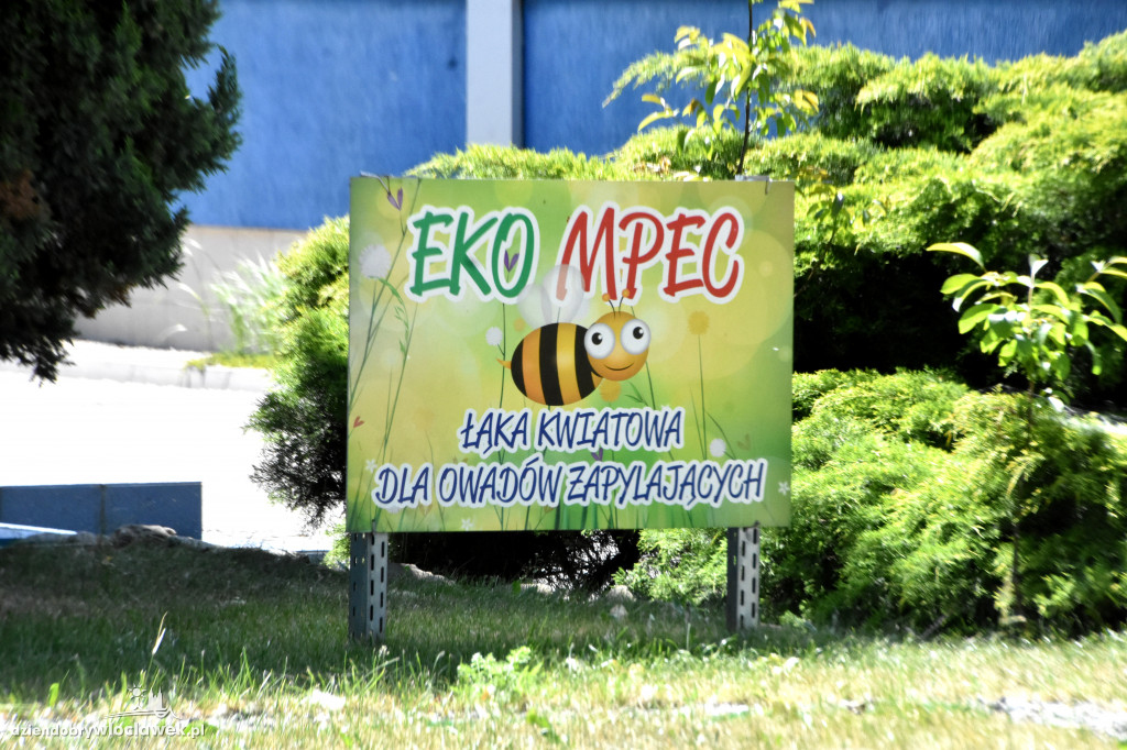 Przed siedzibą MPEC pszczoły produkują miód