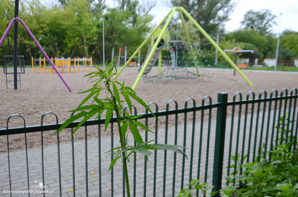 Przy placu zabaw rosną konopie?