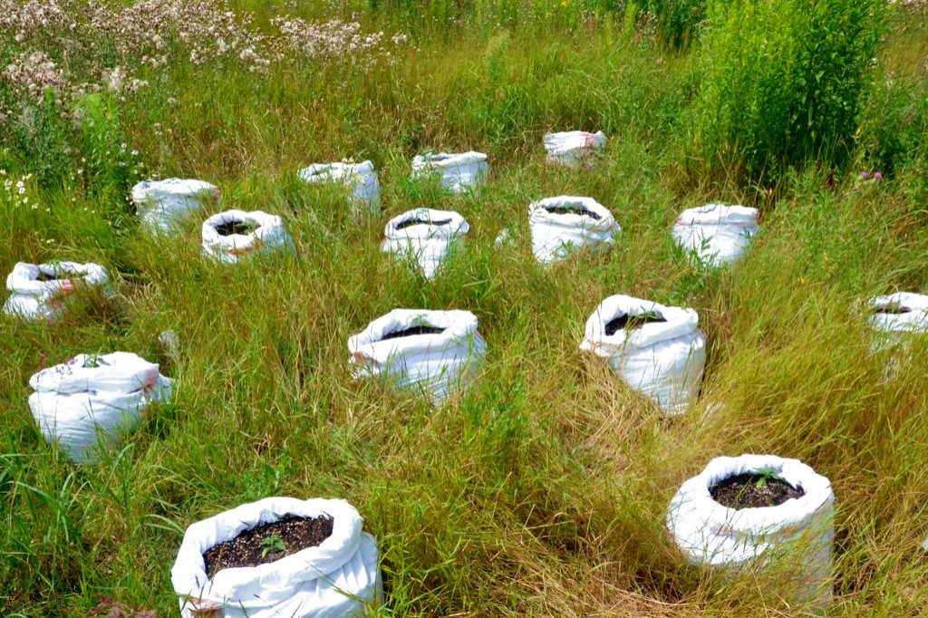 Fotopułapki strzegły plantacji marihuany