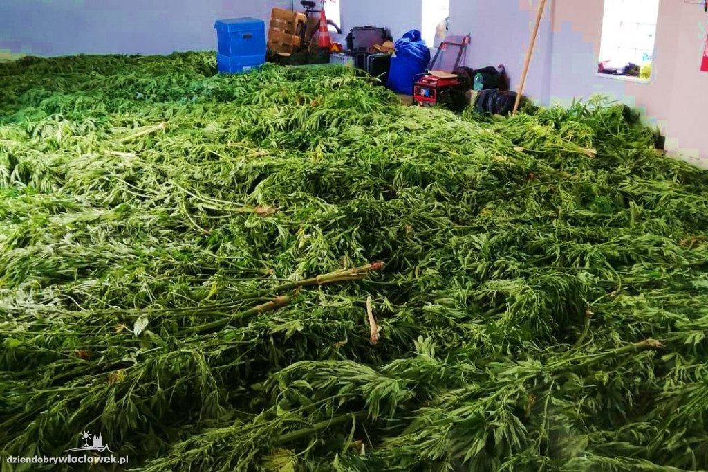 Fotopułapki strzegły plantacji marihuany