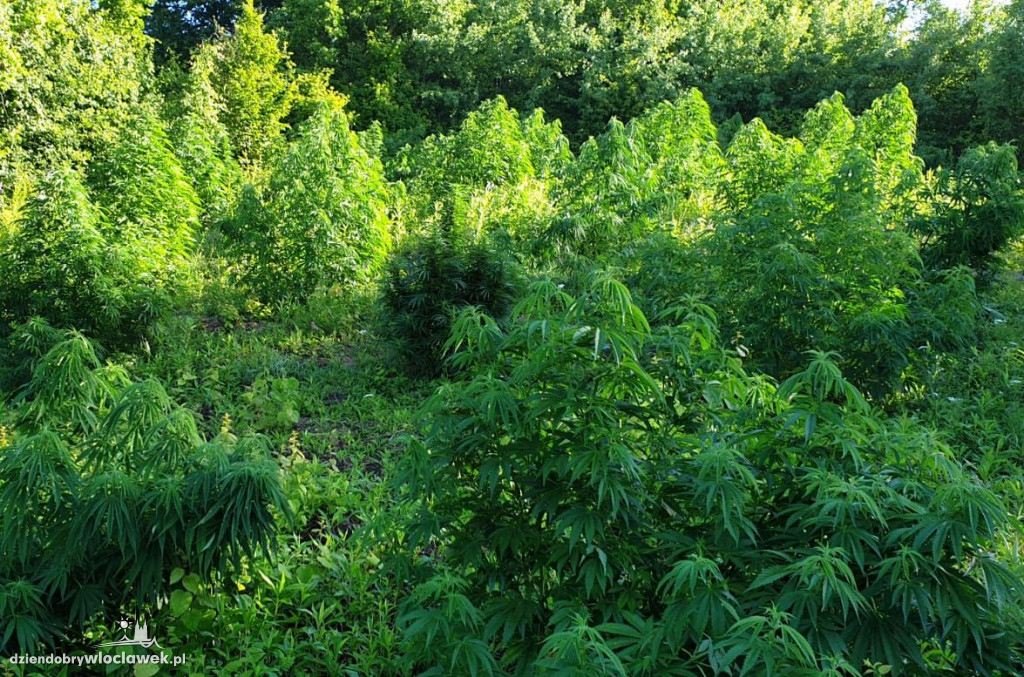 Fotopułapki strzegły plantacji marihuany