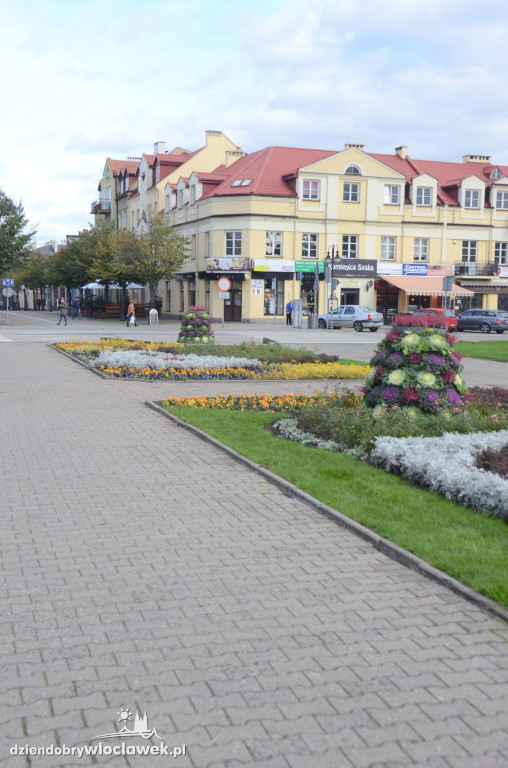 Nowe rośliny na pl. Wolności
