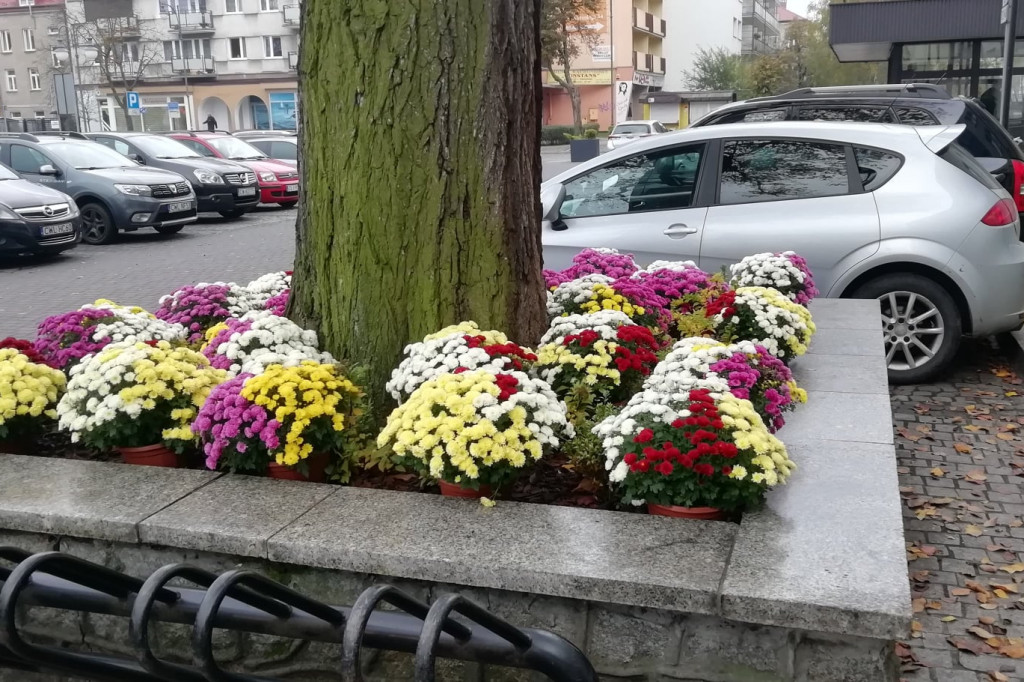 Miasto ozdobiły kwiaty nie sprzedane na 1.XI