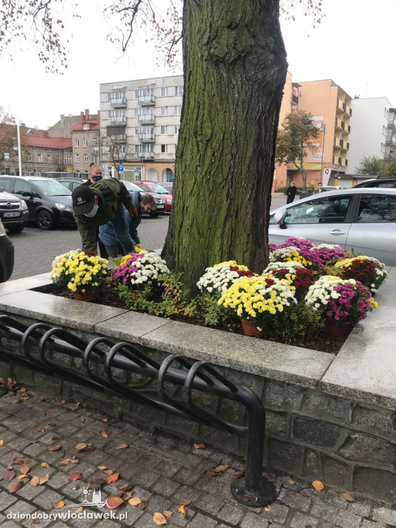 Miasto ozdobiły kwiaty nie sprzedane na 1.XI