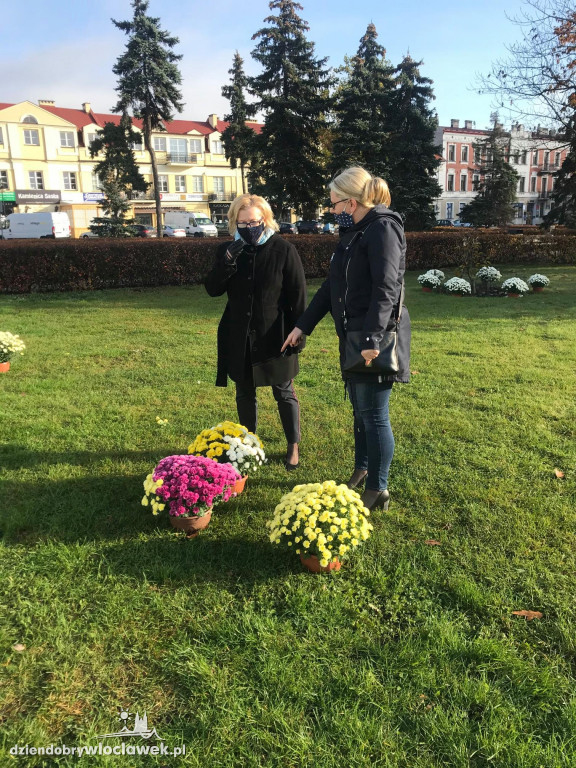 Miasto ozdobiły kwiaty nie sprzedane na 1.XI