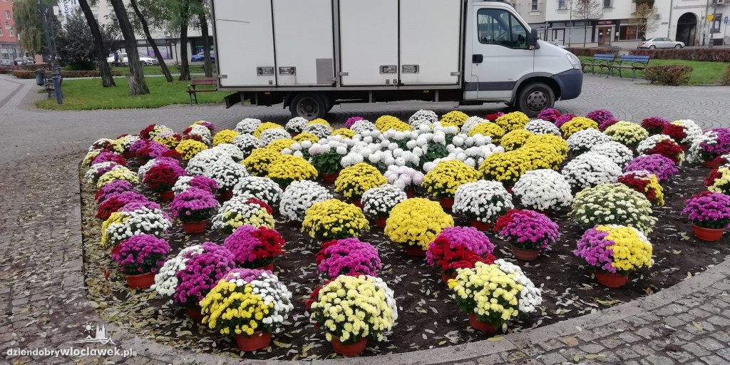 Miasto ozdobiły kwiaty nie sprzedane na 1.XI