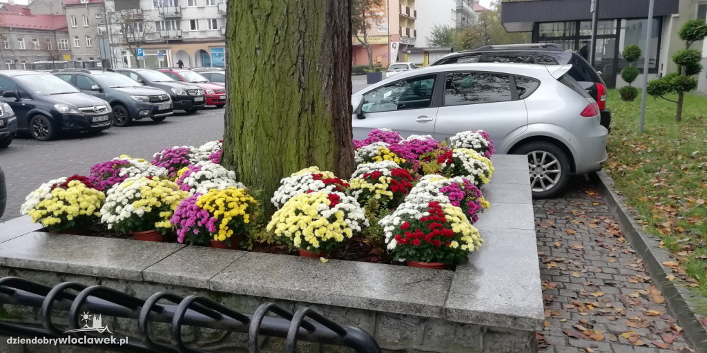 Miasto ozdobiły kwiaty nie sprzedane na 1.XI