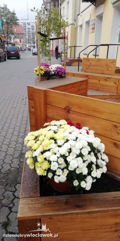 Miasto ozdobiły kwiaty nie sprzedane na 1.XI