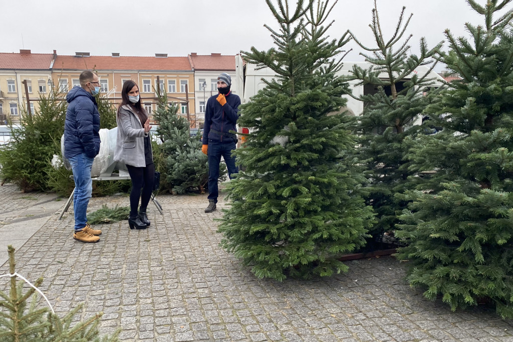 Ruszyła sprzedaż choinek na Zielonym Rynku