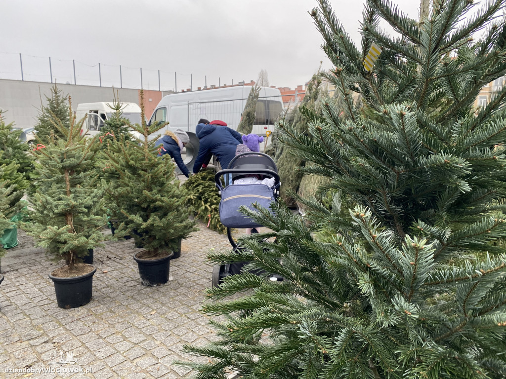 Ruszyła sprzedaż choinek na Zielonym Rynku