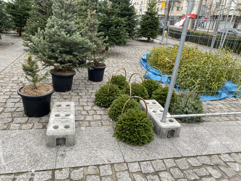 Ruszyła sprzedaż choinek na Zielonym Rynku