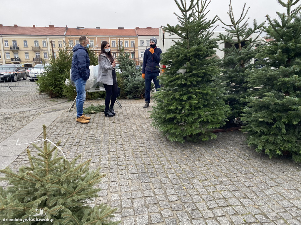 Ruszyła sprzedaż choinek na Zielonym Rynku