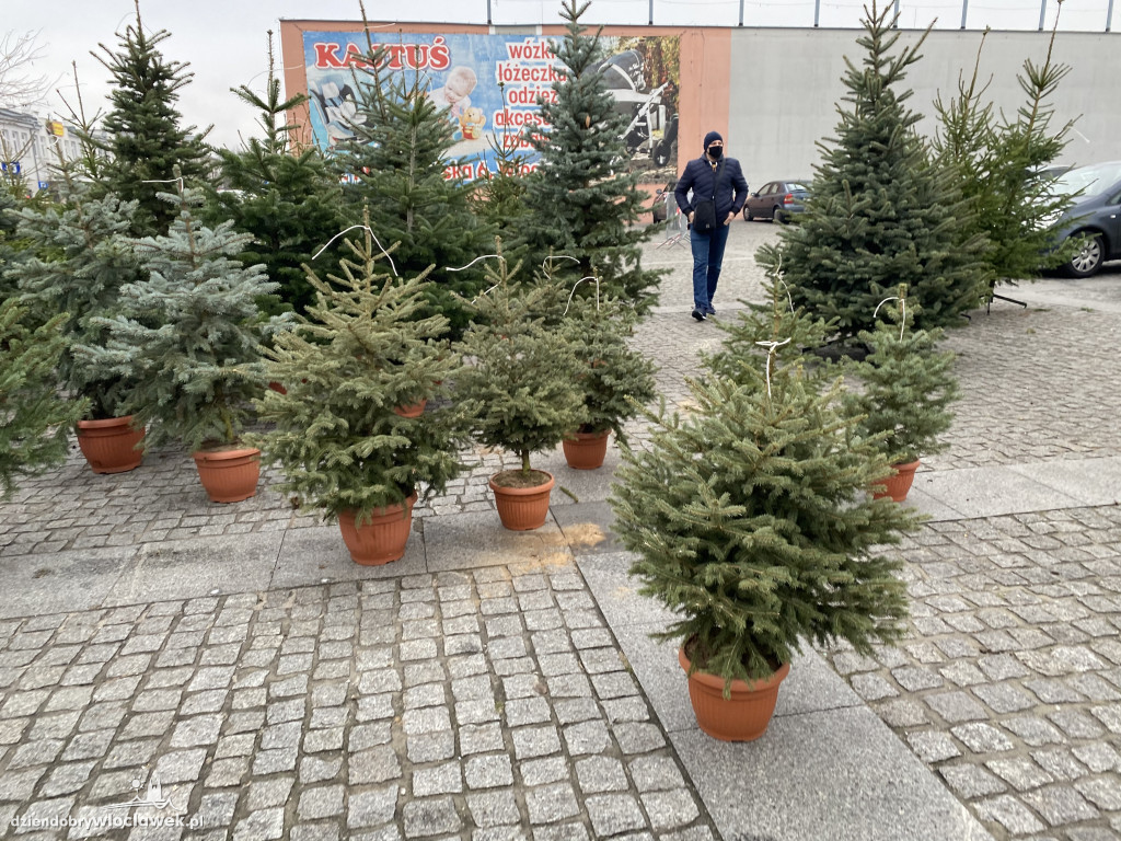 Ruszyła sprzedaż choinek na Zielonym Rynku