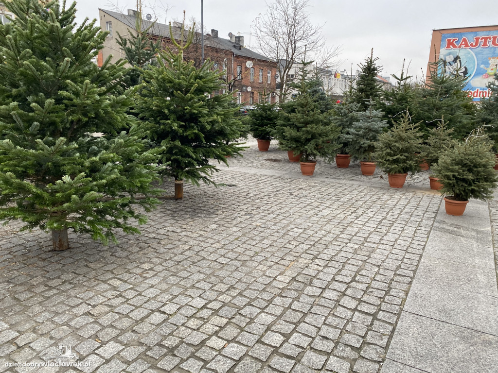 Ruszyła sprzedaż choinek na Zielonym Rynku