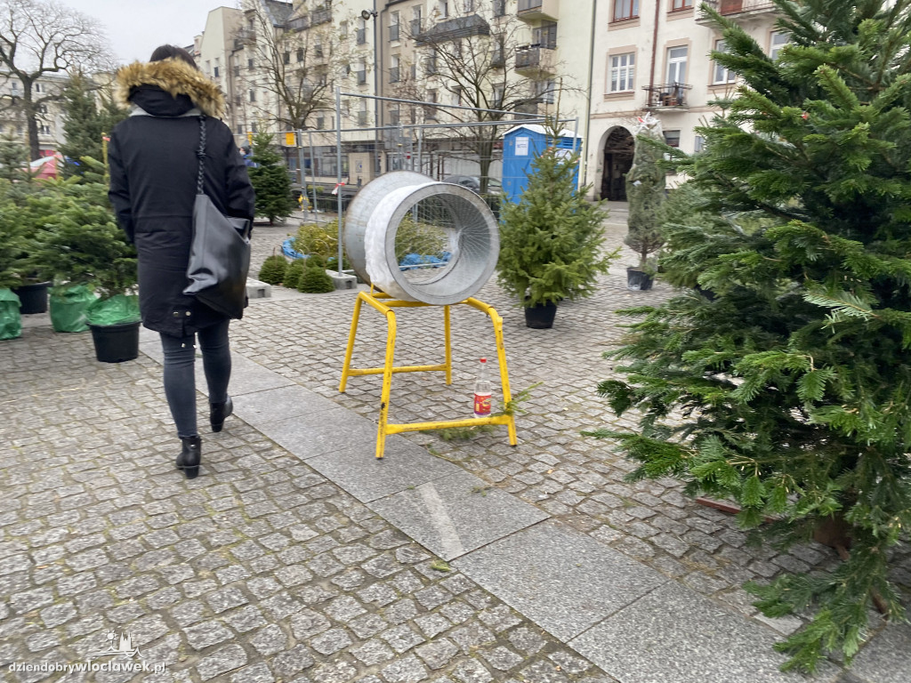 Ruszyła sprzedaż choinek na Zielonym Rynku