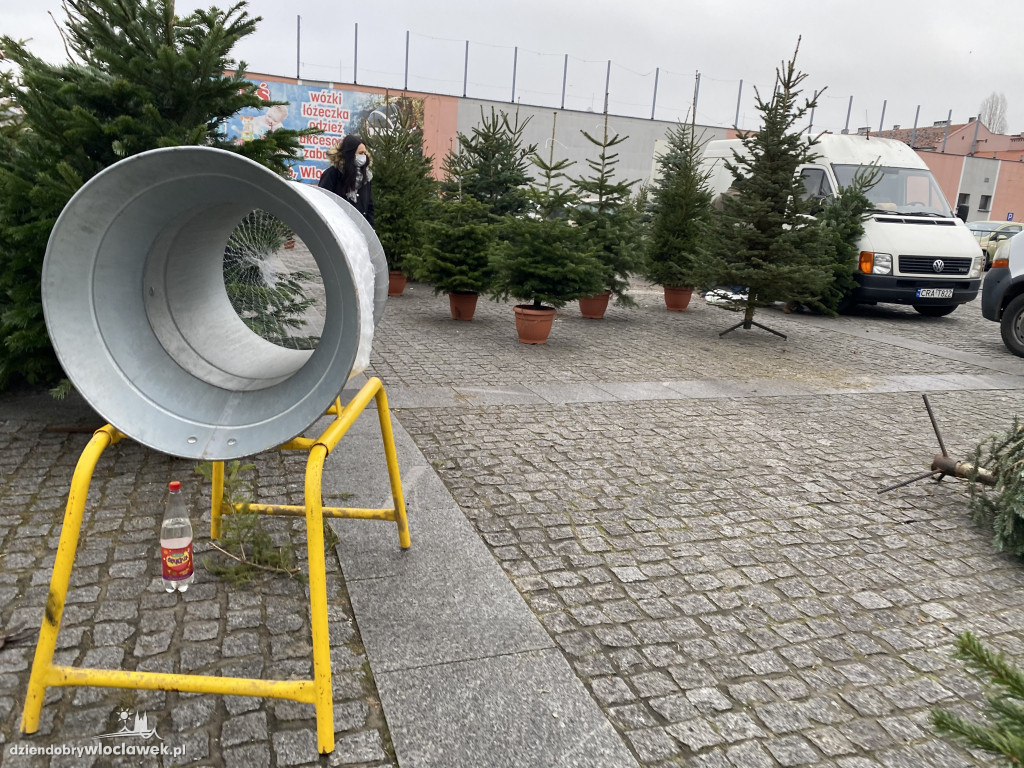 Ruszyła sprzedaż choinek na Zielonym Rynku