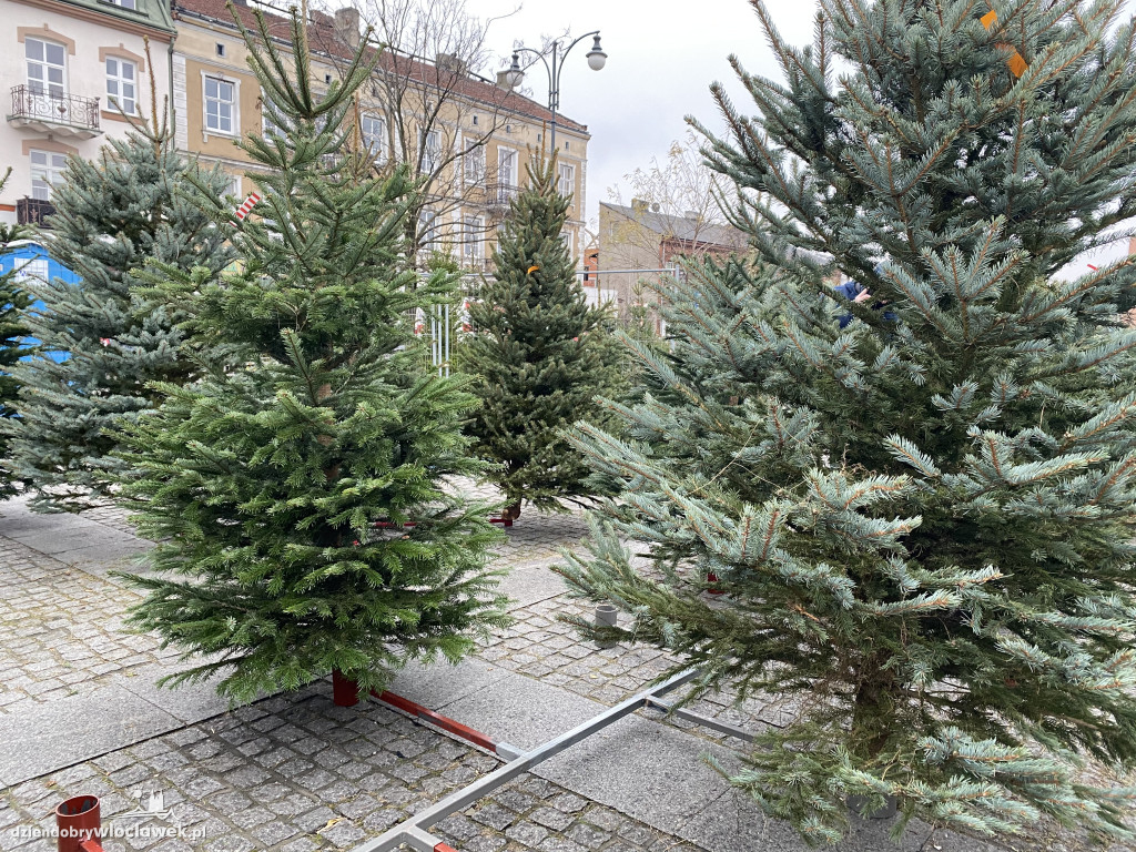 Ruszyła sprzedaż choinek na Zielonym Rynku