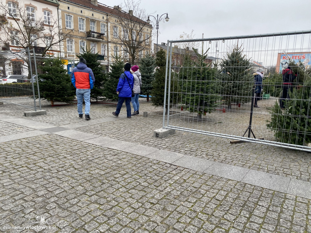 Ruszyła sprzedaż choinek na Zielonym Rynku