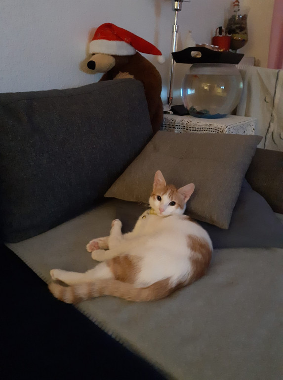 Poznajcie koty naszych Czytelników!