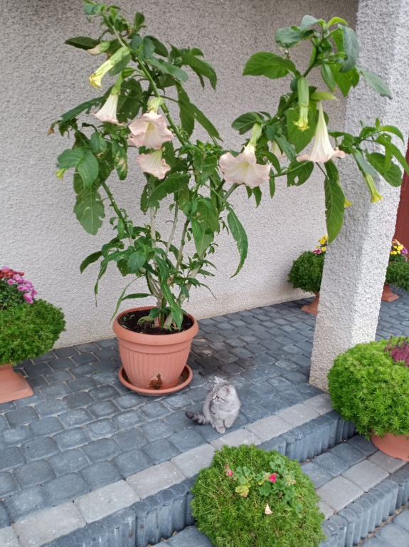 Poznajcie koty naszych Czytelników!