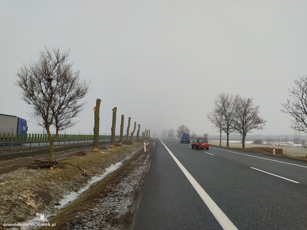 Wytną kilkadziesiąt drzew przy drodze krajowej