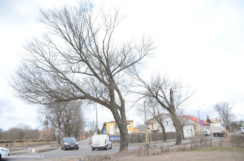 Z Okrężnej znikną drzewa