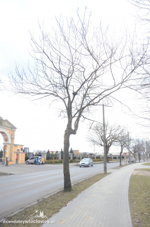 Z Okrężnej znikną drzewa
