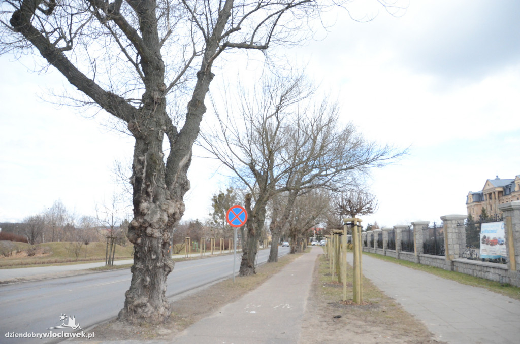 Z Okrężnej znikną drzewa
