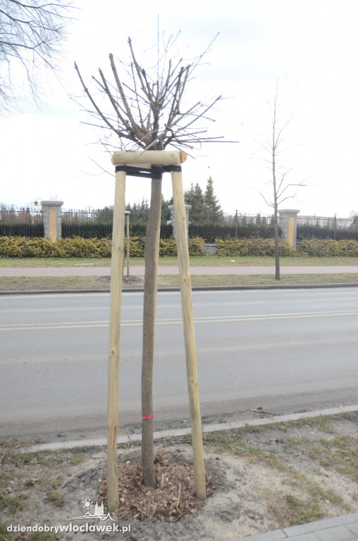 Z Okrężnej znikną drzewa