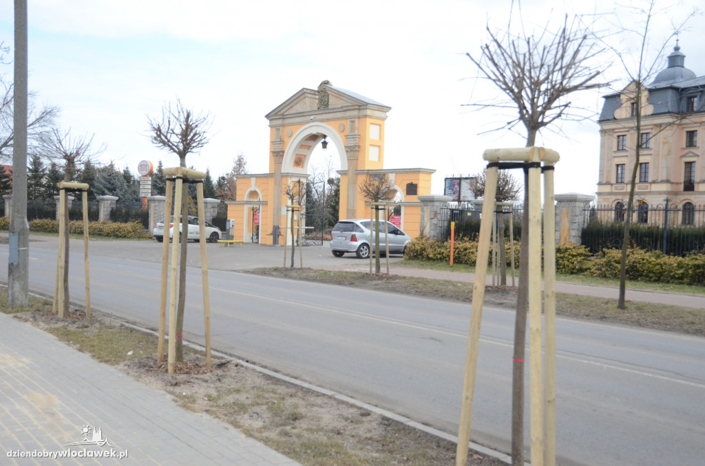 Z Okrężnej znikną drzewa