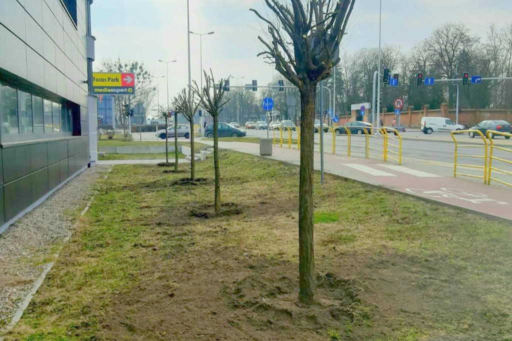 30 drzew przesadzono w to miejsce