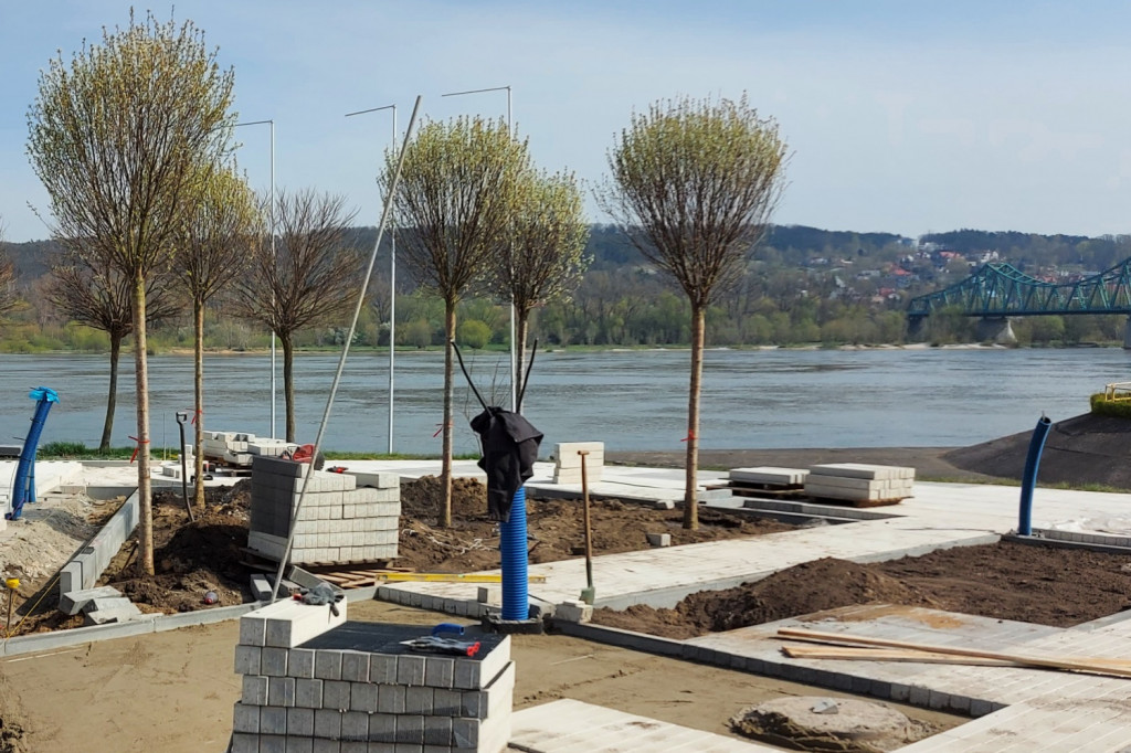 Nowe drzewa na ul. Piwnej