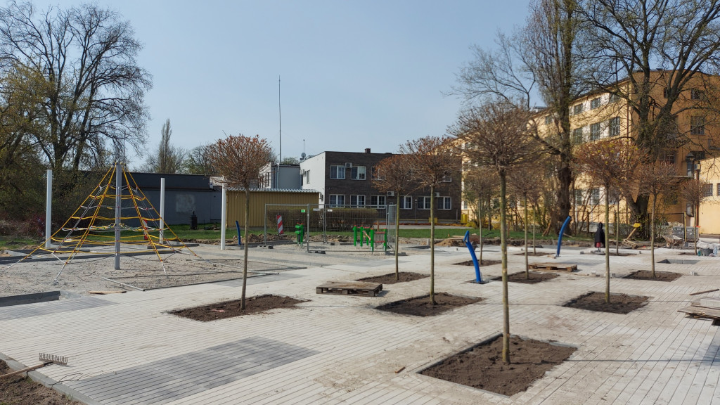 Nowe drzewa na ul. Piwnej