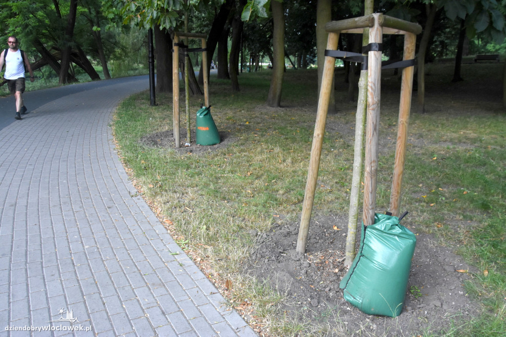 Tak podlewają drzewa w Parku Sienkiewicza