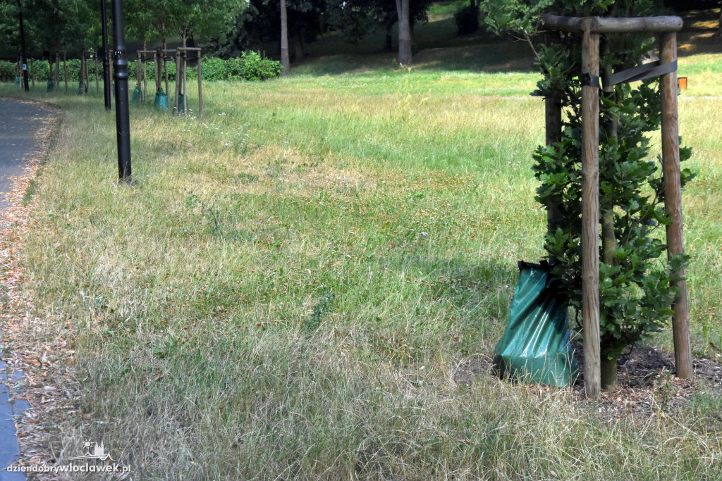 Tak podlewają drzewa w Parku Sienkiewicza